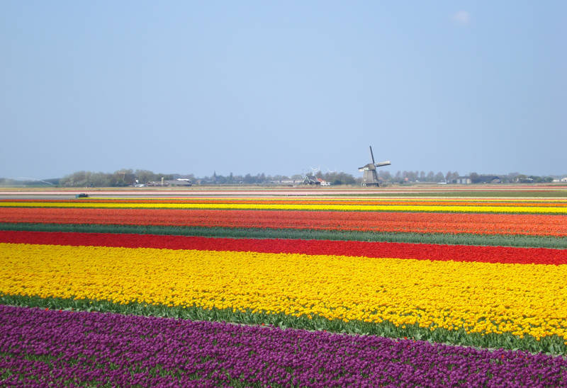 Tulpen
